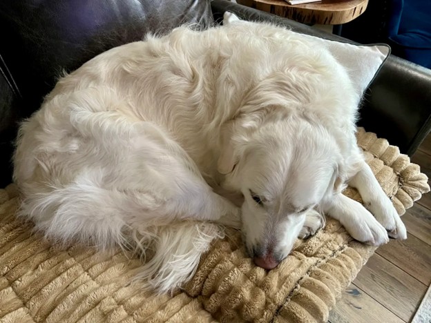 Today, I Want to Sit Still (And Maybe Channel My Inner Dog)