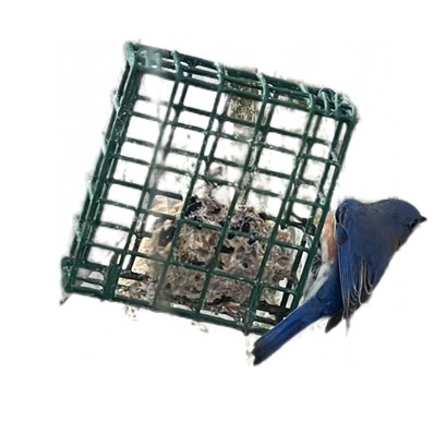 Unlocking the Mystical Power of a Bluebird Sighting in My Life