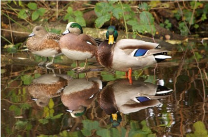 Get Your Ducks in a Row:Embrace Soul Coaching®️& Mindset Training