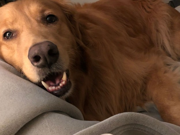 Celebrating the Life and Mourning the Loss of Our Beloved Dog
